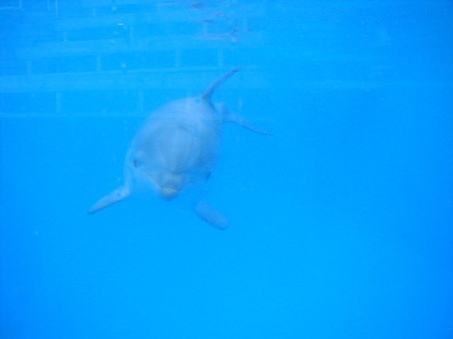 redo19990704dolphin.jpg