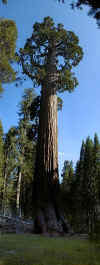 sequoia.jpg (232517 bytes)