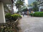 waikikiimg_4473_small.jpg