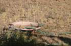 ajazimg_8455_small.jpg