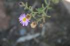 ajazcbimg_6182_small.jpg