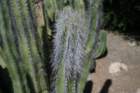 ajazcbimg_6190_small.jpg