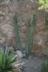 ajazcbimg_6202_small.jpg