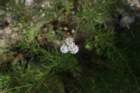 ajazcbimg_6247_small.jpg