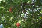 ajazcbimg_6261_small.jpg