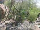 ajaztjimg_1859_small.jpg