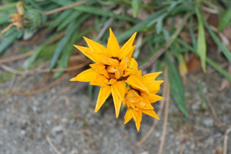 flowers_img_5227.jpg
