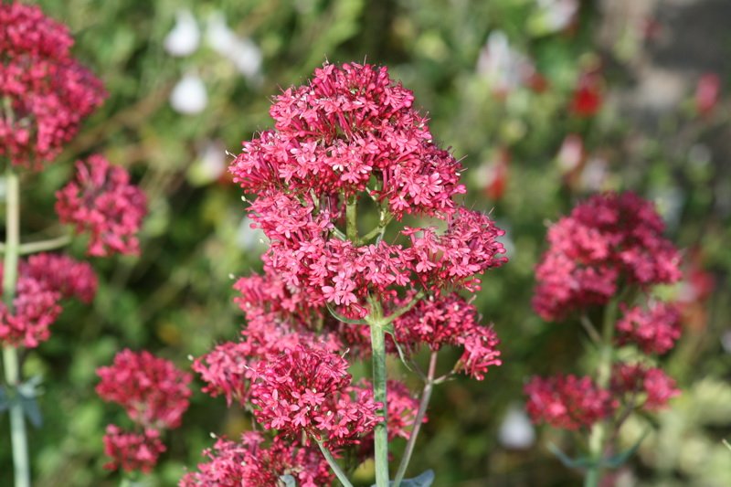 flowers_img_5229.jpg