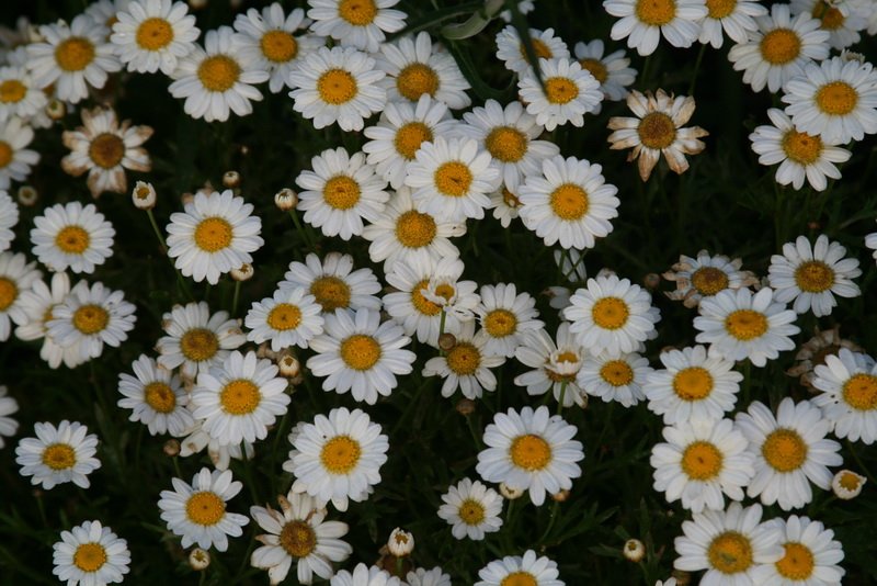 flowers_img_5243.jpg