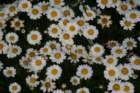 flowers_img_5243_small.jpg