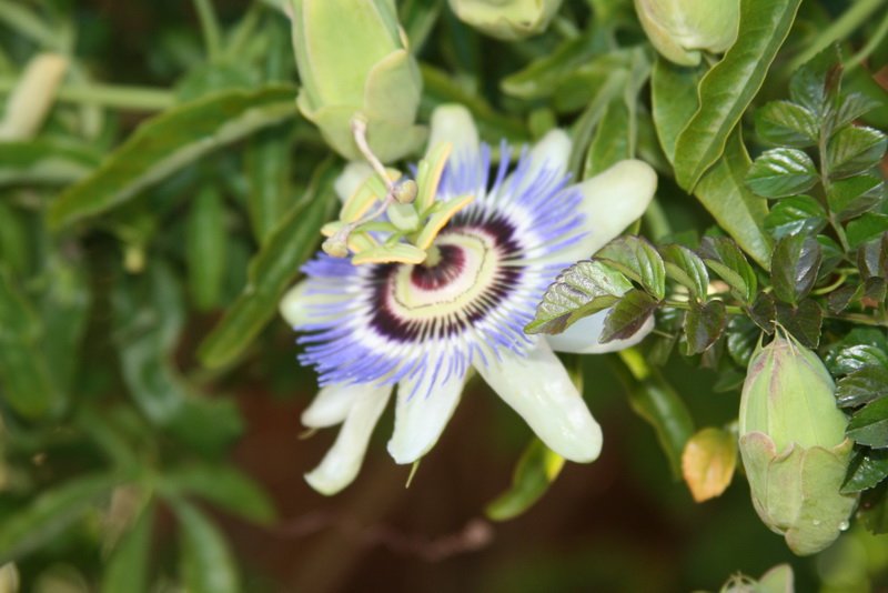 flowers_img_5246.jpg