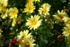 flowers_img_5251_small.jpg