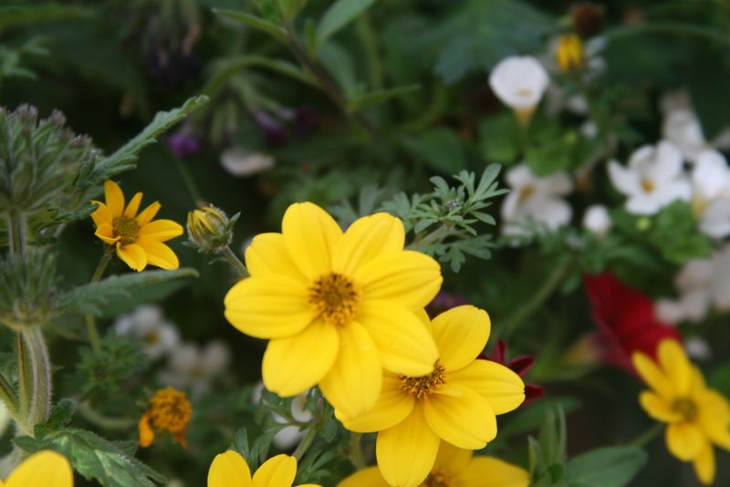 flowers_img_5253.jpg