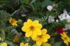 flowers_img_5253_small.jpg