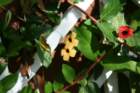 flowers_img_5256_small.jpg