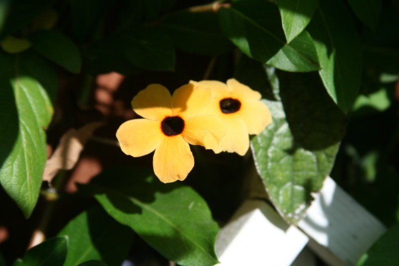 flowers_img_5257.jpg