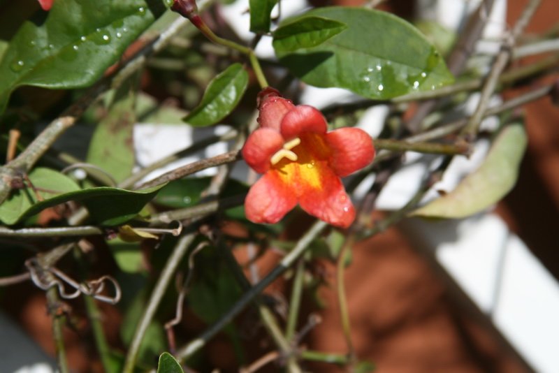 flowers_img_5261.jpg