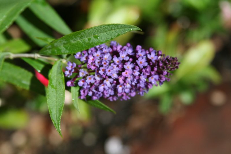 flowers_img_5262.jpg
