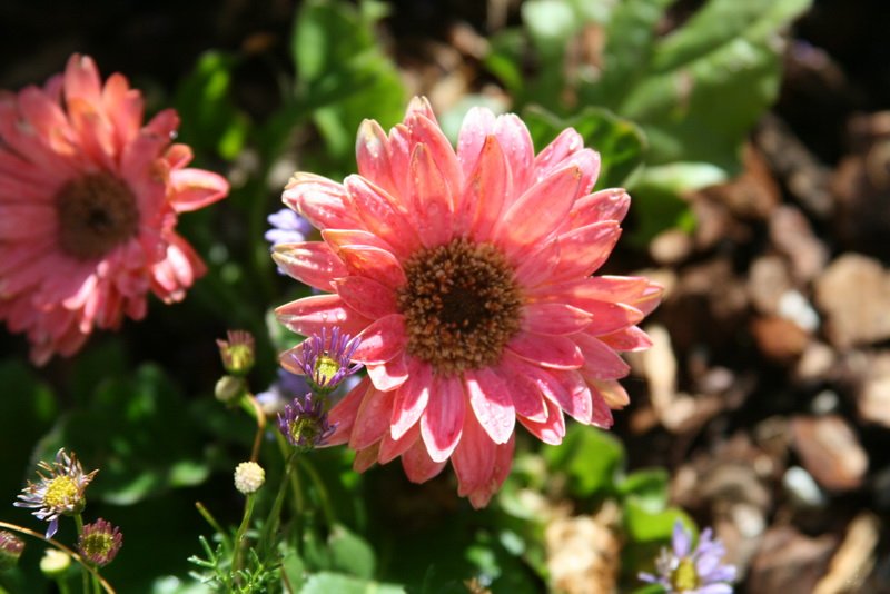 flowers_img_5265.jpg