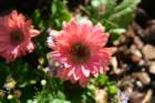 flowers_img_5265_small.jpg