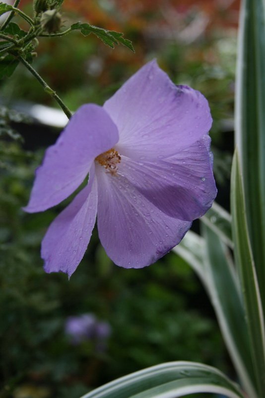 flowers_img_5269.jpg