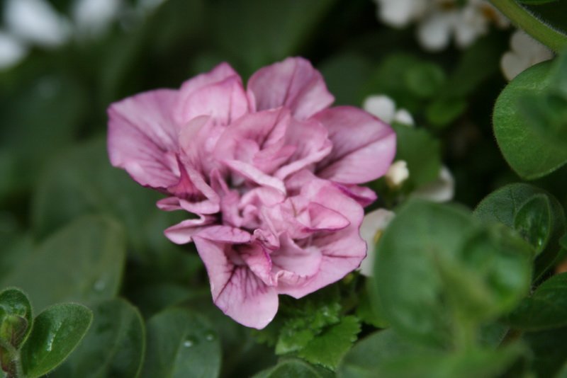 flowers_img_5270.jpg