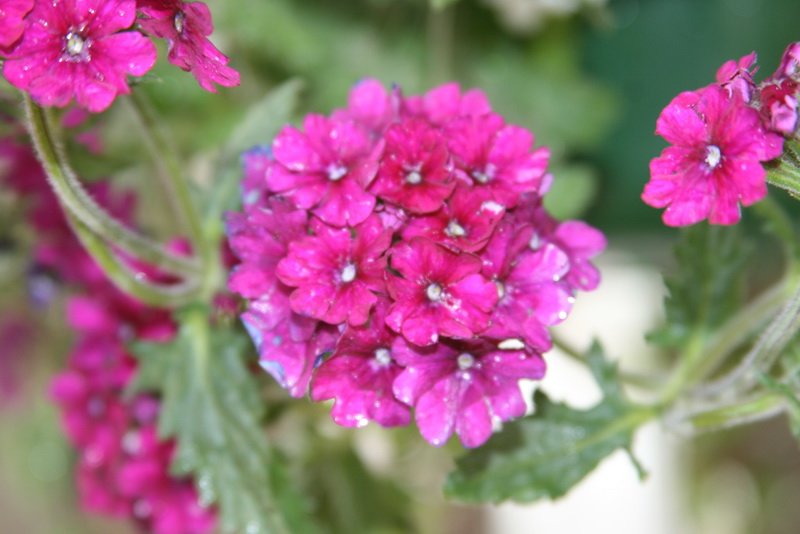 flowers_img_5271.jpg