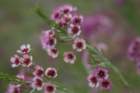 flowers_img_5275_small.jpg