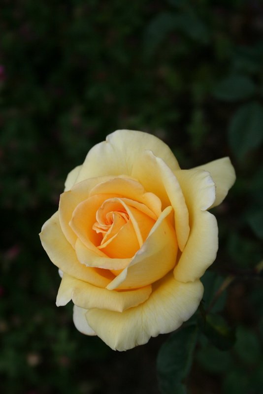 flowers_img_5279.jpg