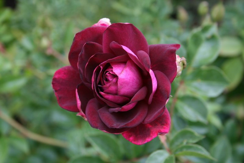flowers_img_5280.jpg