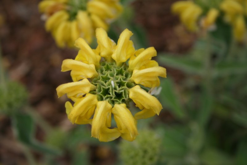flowers_img_5283.jpg