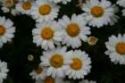 flowers_img_5284_small.jpg