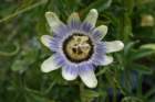 flowers_img_5289_small.jpg