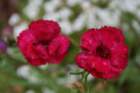flowers_img_5290_small.jpg
