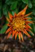 flowers_img_5291_small.jpg