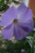 flowers_img_5293_small.jpg