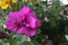flowers_img_5294_small.jpg