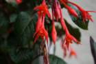 flowers_img_5296_small.jpg