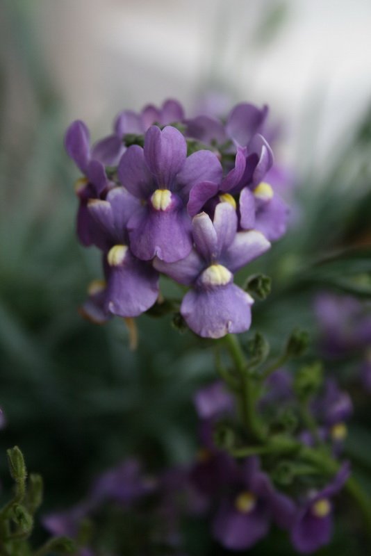 flowers_img_5297.jpg