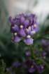 flowers_img_5297_small.jpg