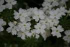 flowers_img_5299_small.jpg