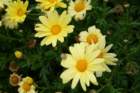 flowers_img_5300_small.jpg