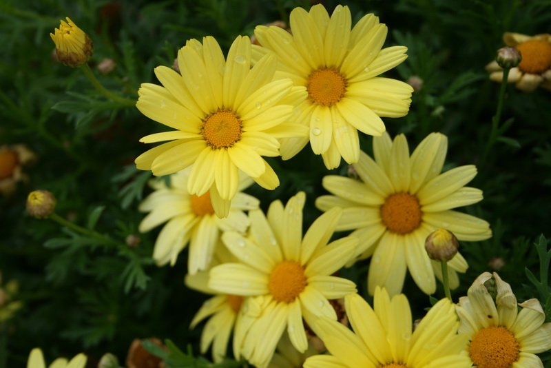 flowers_img_5301.jpg