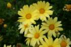 flowers_img_5301_small.jpg