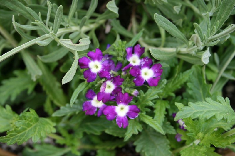 flowers_img_5304.jpg