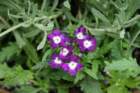 flowers_img_5304_small.jpg