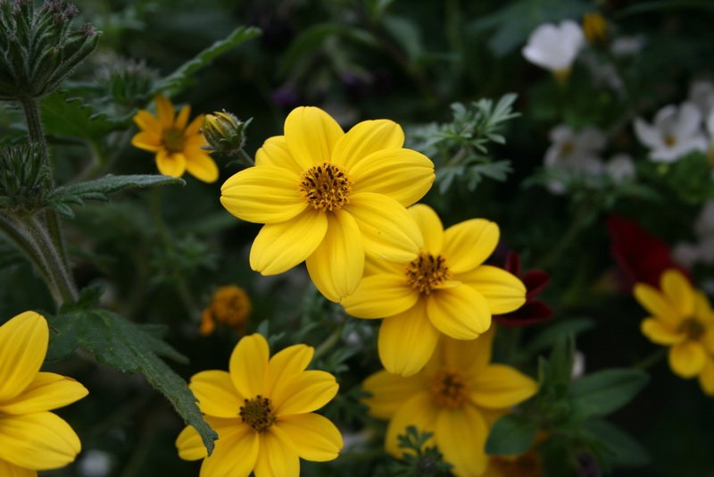 flowers_img_5305.jpg
