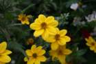 flowers_img_5305_small.jpg