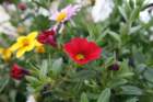 flowers_img_5306_small.jpg