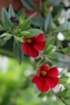 flowers_img_5307_small.jpg